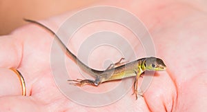 Viviparous lizard baby in the hands of a human