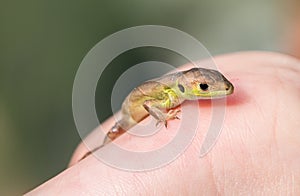 Viviparous lizard baby in the hands of a human