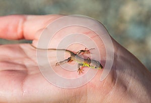 Viviparous lizard baby in the hands of a human