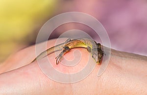 Viviparous lizard baby in the hands of a human