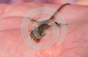 Viviparous lizard baby in the hands of a human