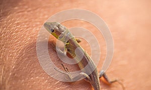 Viviparous lizard baby in the hands of a human