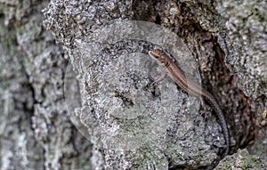 Viviparous lizard on a bark of a tree