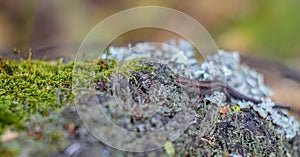 Viviparous lizard on a bark of a tree with moss