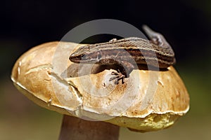 Viviparous lizard basking on mushroom