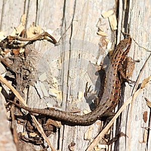 Viviparous lizard basking on stump