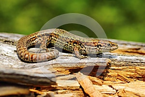 Viviparous lizard basking on stump