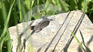 Viviparous Lizard basking in the sun sitting on a stone