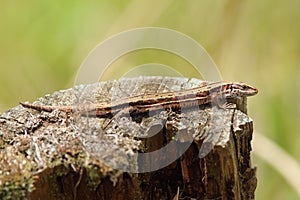 Viviparous lizard basking on tree trunk