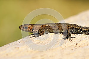 Viviparous lizard basking on wood stump