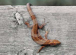 Viviparous lizard close-up. Brown beautiful lizard on a wooden background macro photography. Lizard is sitting on a tree