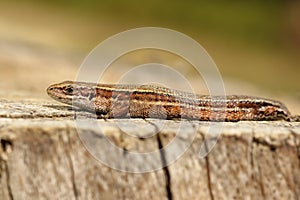 Viviparous lizard closeup