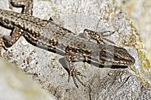 Viviparous lizard or Common lizard from Germany, Europe