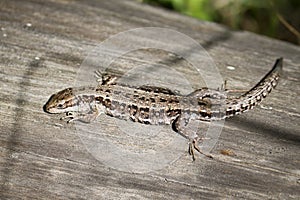 The viviparous lizard, or common lizard, sits on an old dry log and bask in the sun