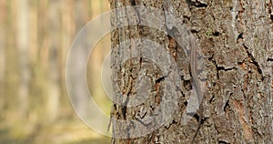 Viviparous lizard or common lizard sitting running on tree trunk in forest