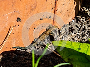 Viviparous lizard or common lizard sunbathing in the brigth sun on the ground near the wall