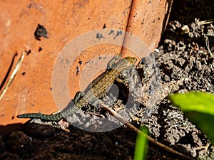 Viviparous lizard or common lizard sunbathing in the brigth sun on the ground near the wall