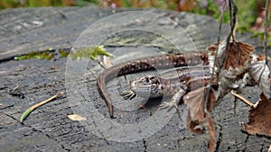 viviparous lizard or common lizard Zootoca vivipara