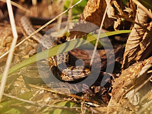 Viviparous lizard or common lizard, (Zootoca vivipara)