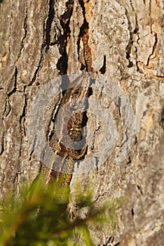 Viviparous lizard or common lizard, (Zootoca vivipara) basking closeup