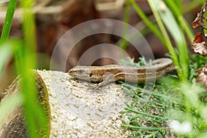 Viviparous lizard, or common lizard, (Zootoca vivipara) basking on a log.