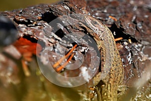 Viviparous lizard or common lizard, (Zootoca vivipara) basking on a log.