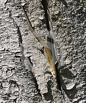 Viviparous lizard or common lizard, Zootoca vivipara, basking in the sun on the tree trunk