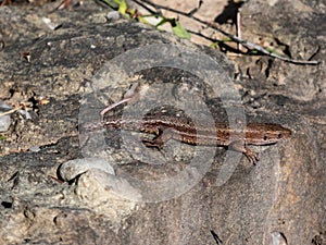 Viviparous lizard or common lizard Zootoca vivipara with detached tail sunbathing in the brigth sun on rock. Detailed view of