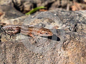 Viviparous lizard or common lizard Zootoca vivipara with detached tail sunbathing in the brigth sun on rock. Detailed view of