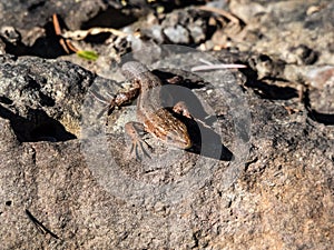 Viviparous lizard or common lizard Zootoca vivipara with detached tail sunbathing in the brigth sun on rock. Detailed view of