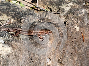 Viviparous lizard or common lizard Zootoca vivipara with detached tail sunbathing in the brigth sun on rock. Detailed view of