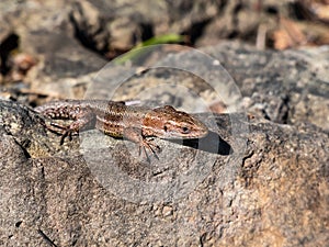 Viviparous lizard or common lizard Zootoca vivipara with detached tail sunbathing in the brigth sun on rock. Detailed view of