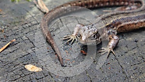 viviparous lizard, or common lizard, Zootoca vivipara formerly Lacerta vivipara, is a Eurasian lizard.