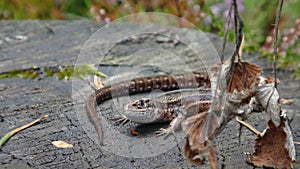 viviparous lizard, or common lizard, Zootoca vivipara (formerly Lacerta vivipara), is a Eurasian lizard.