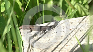 Viviparous Lizard, or Common Lizard, Zootoca vivipara, formerly Lacerta vivipara. Lizard basking in the sun sitting on a stone