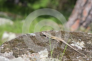 The viviparous lizard, or common lizard, Zootoca vivipara, formerly Lacerta vivipara, on the rock