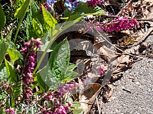Viviparous lizard or common lizard (Zootoca vivipara) on the ground