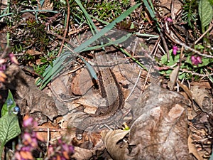 Viviparous lizard or common lizard (Zootoca vivipara) on the ground