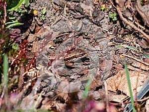 Viviparous lizard or common lizard (Zootoca vivipara) on the ground