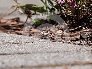 Viviparous lizard or common lizard (Zootoca vivipara) on the ground near garden vegetation