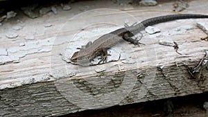 Viviparous Lizard or Common Lizard (Zootoca vivipara) rests on a log, heated, and periodically sighs