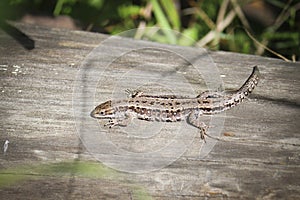 The viviparous lizard, or common lizard, Zootoca vivipara sits on an old dry log