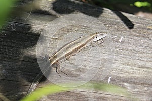 The viviparous lizard, or common lizard, Zootoca vivipara sits on an old dry log