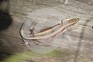 The viviparous lizard, or common lizard, Zootoca vivipara sits on an old dry log and bask