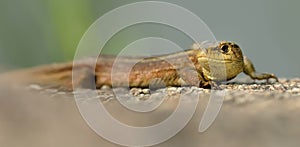 The viviparous lizard or common lizard Zootoca vivipara sitting on the stone with green background. Brown lizard on the grey sto