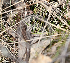 Viviparous lizard or common lizard, Zootoca vivipara sun basking.