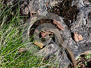 Viviparous lizard or common lizard (Zootoca vivipara) sunbathing in the brigth sun