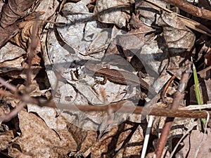 Viviparous lizard or common lizard (Zootoca vivipara) sunbathing in the brigth sun on the ground