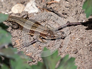 Viviparous lizard or common lizard Zootoca vivipara sunbathing in the brigth sun on the ground in the garden in spring. Detailed