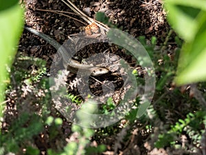 Viviparous lizard or common lizard Zootoca vivipara sunbathing in the brigth sun on the ground under a bush. Detailed view of